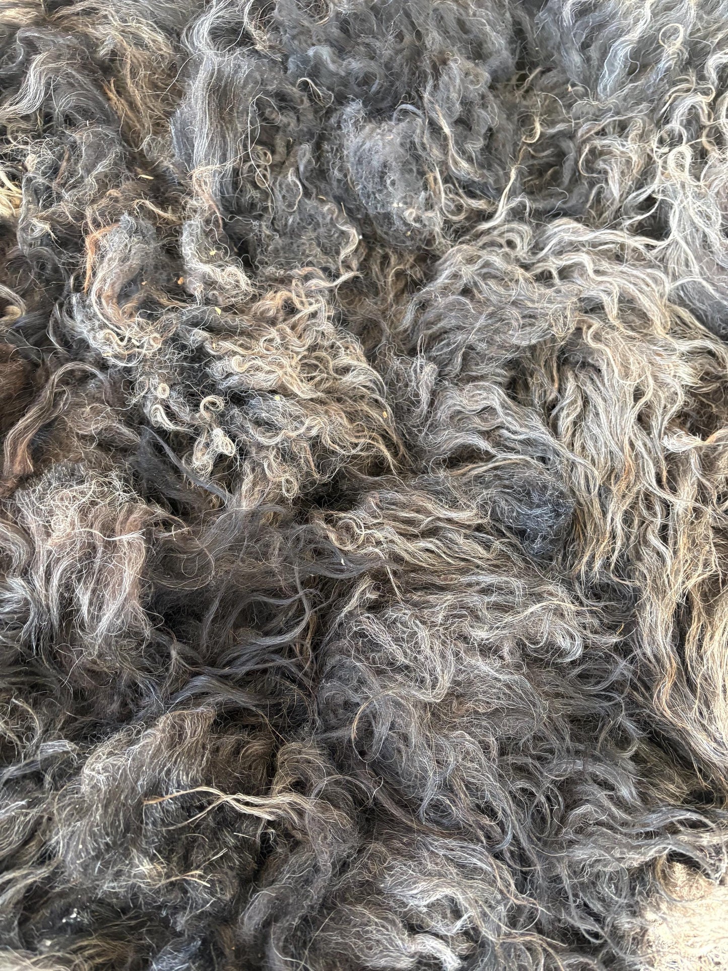 Icelandic Ewe Raw Wool Fleece (Fall Shearing)