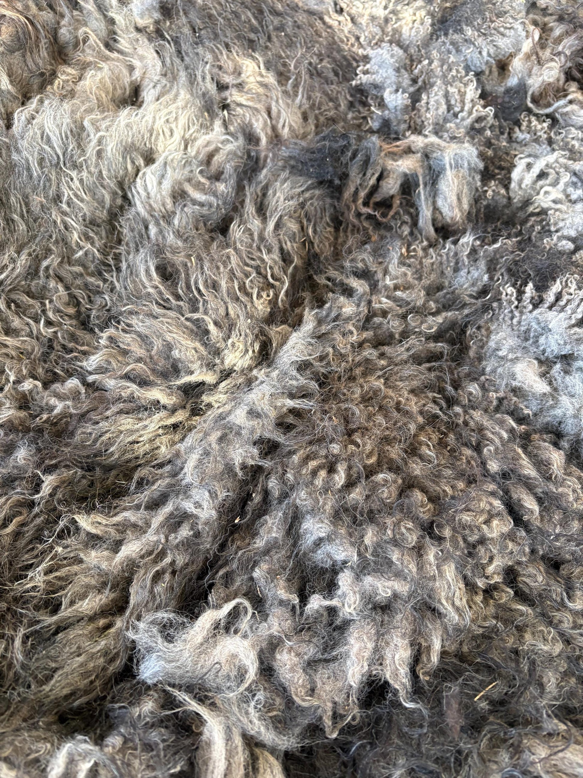 Icelandic Wether Raw Wool Fleece (Fall Shearing)
