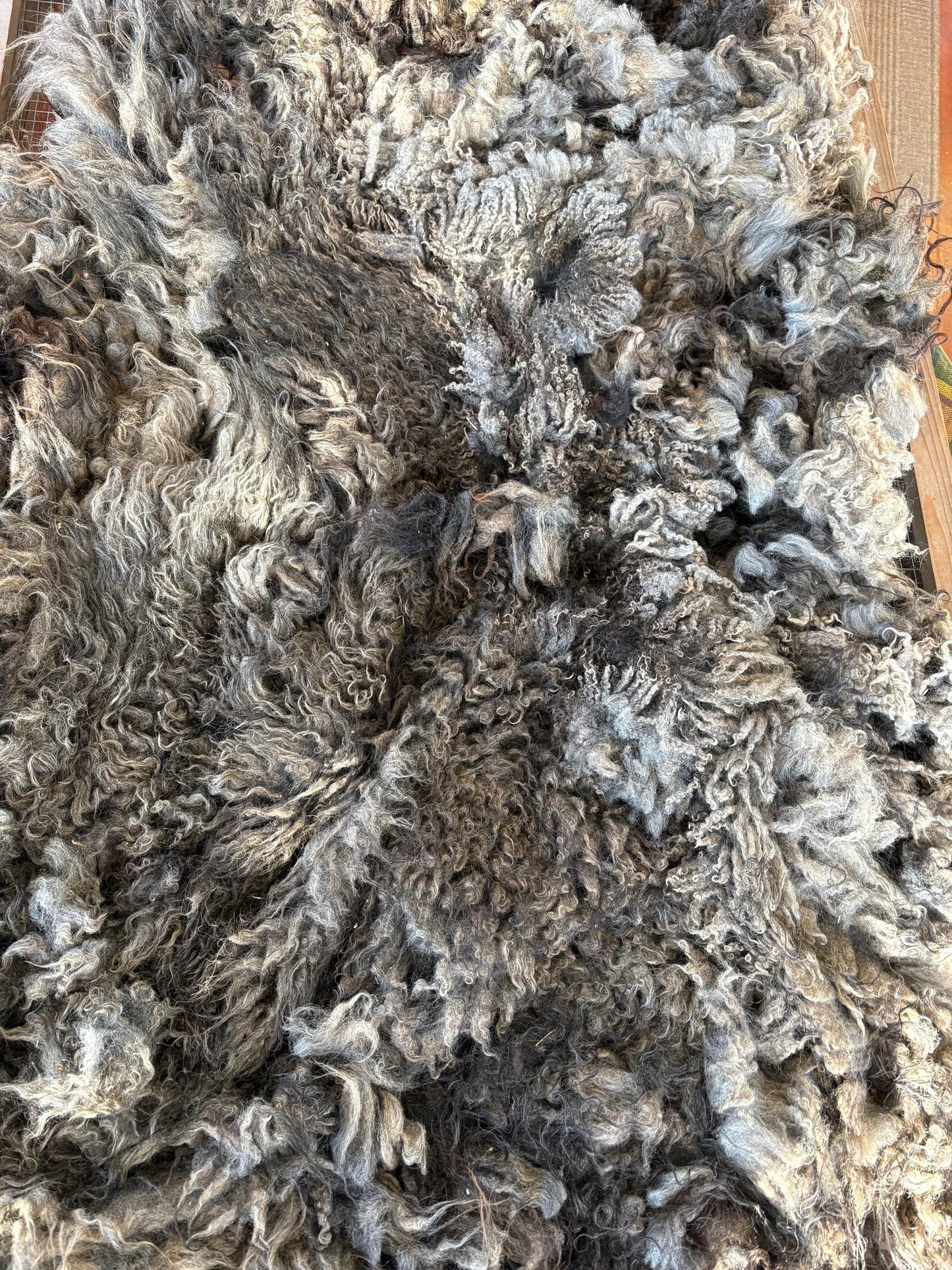 Icelandic Wether Raw Wool Fleece (Fall Shearing)