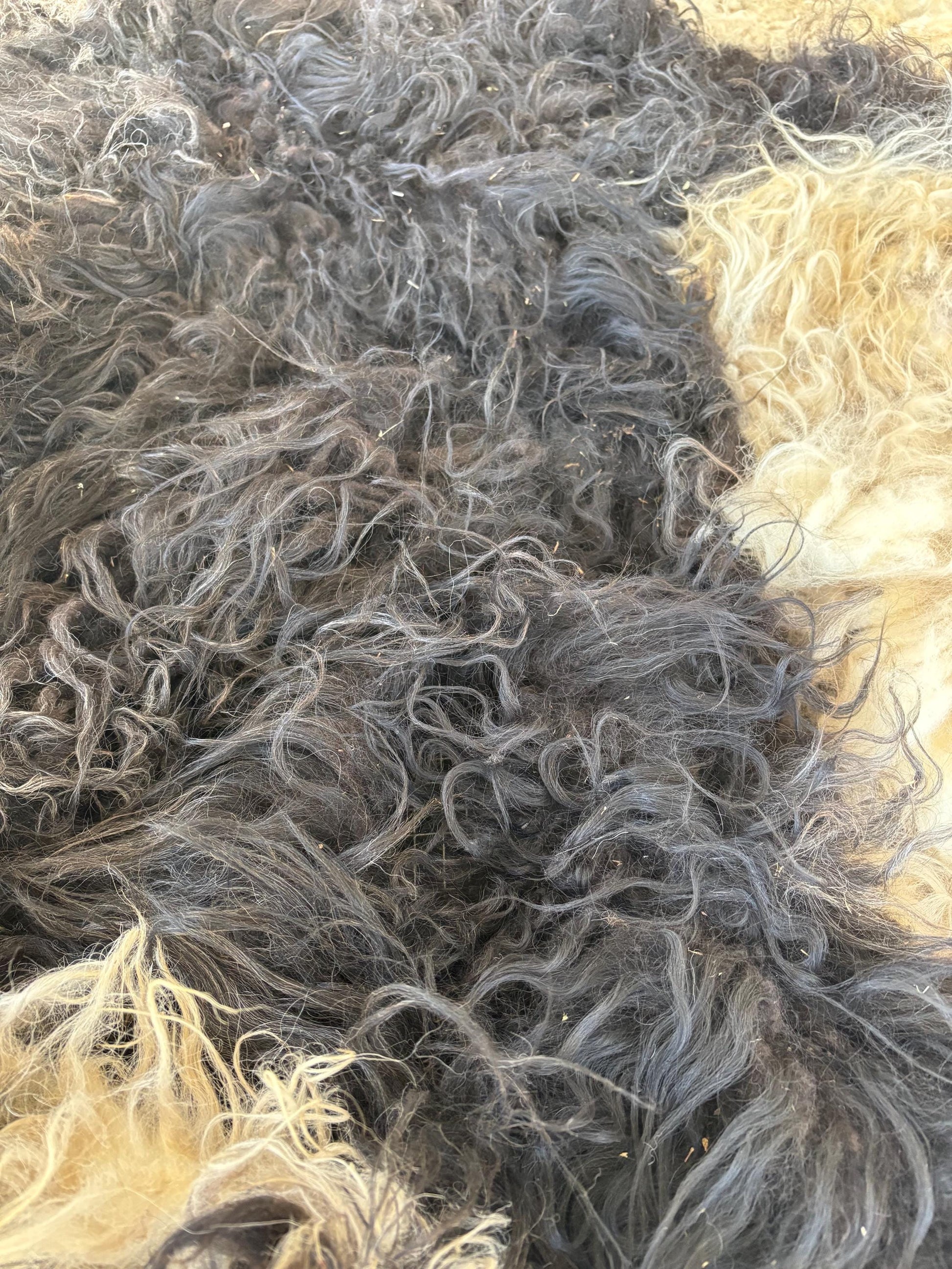 Icelandic Ewe Raw Wool Fleece (Fall Shearing)