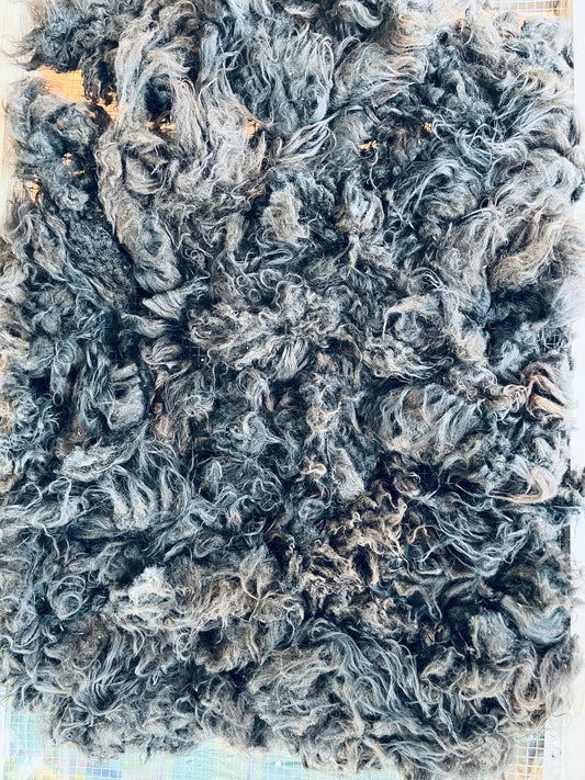 Icelandic Ewe Raw Wool Fleece (Fall Shearing)