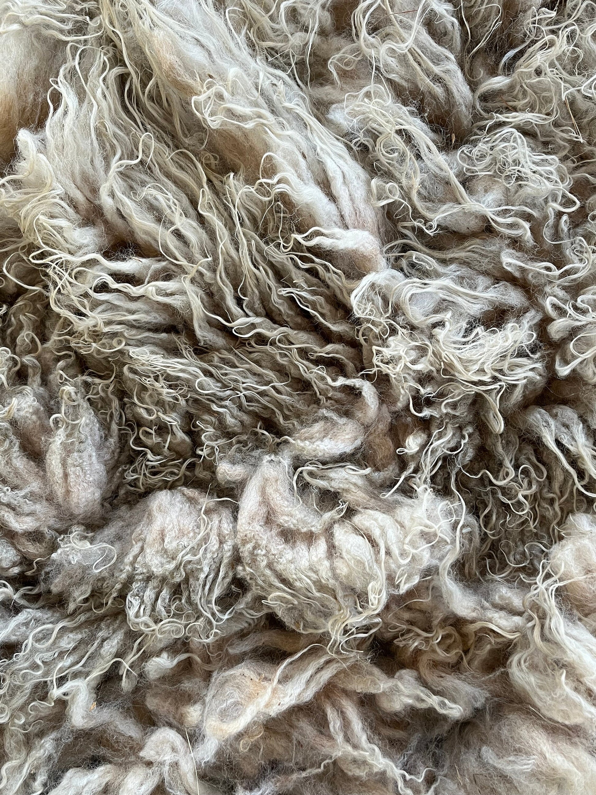 Icelandic Lamb Raw Wool Fleece (Fall Shearing)
